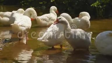 白鹅在河边觅食。 在阳光明媚的日子里，家禽在村子里洗澡和游泳